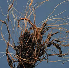 Root Rot