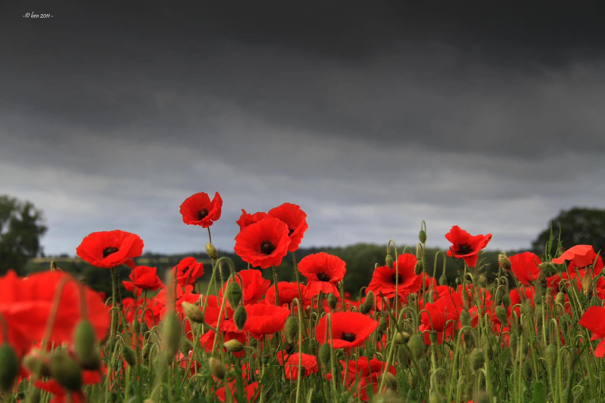 Why wear a Poppy Event