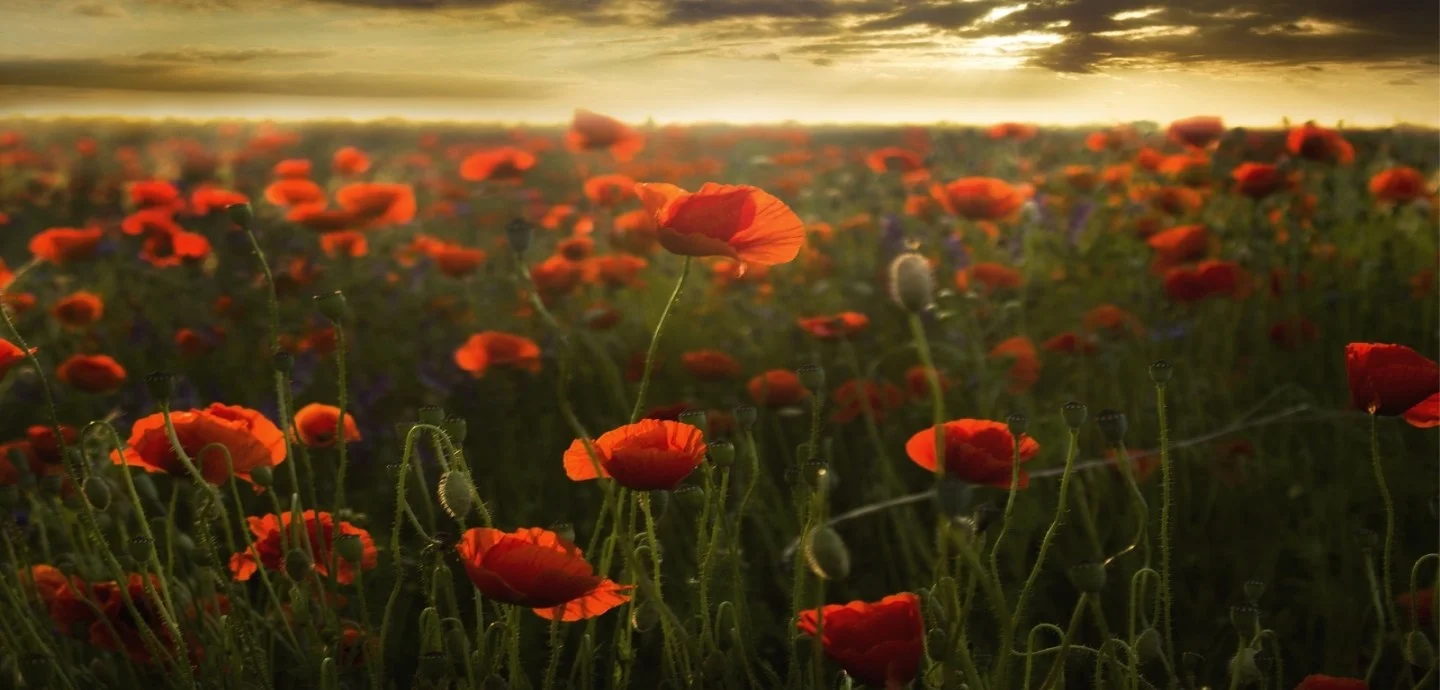 Remembrance  Day