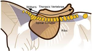 The saddle sits in the middle of the weakest part of the horse