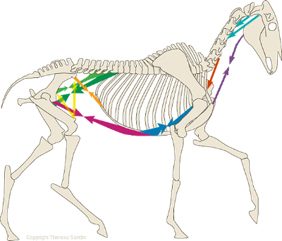 The horse's core muscles are often overlooked, yet are fundamental to movement
