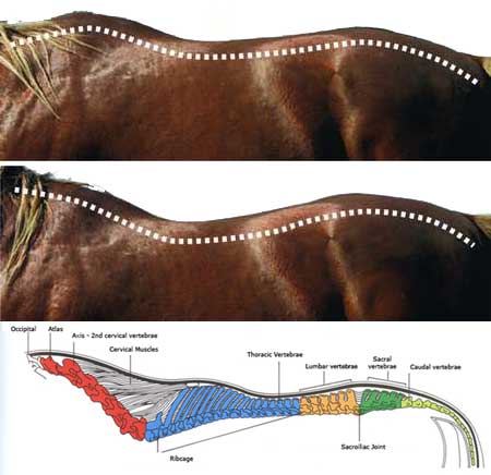 Placing a rider on the young horse's long and weak back causes it to 'dip'