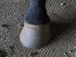 Uneven growth shows a repetitive lateral force in the limb flight