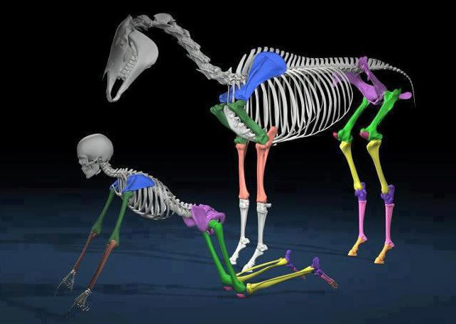 Comparable anatomy allows for unifying principles to emerge. If it does us good, the horse will benefit also.