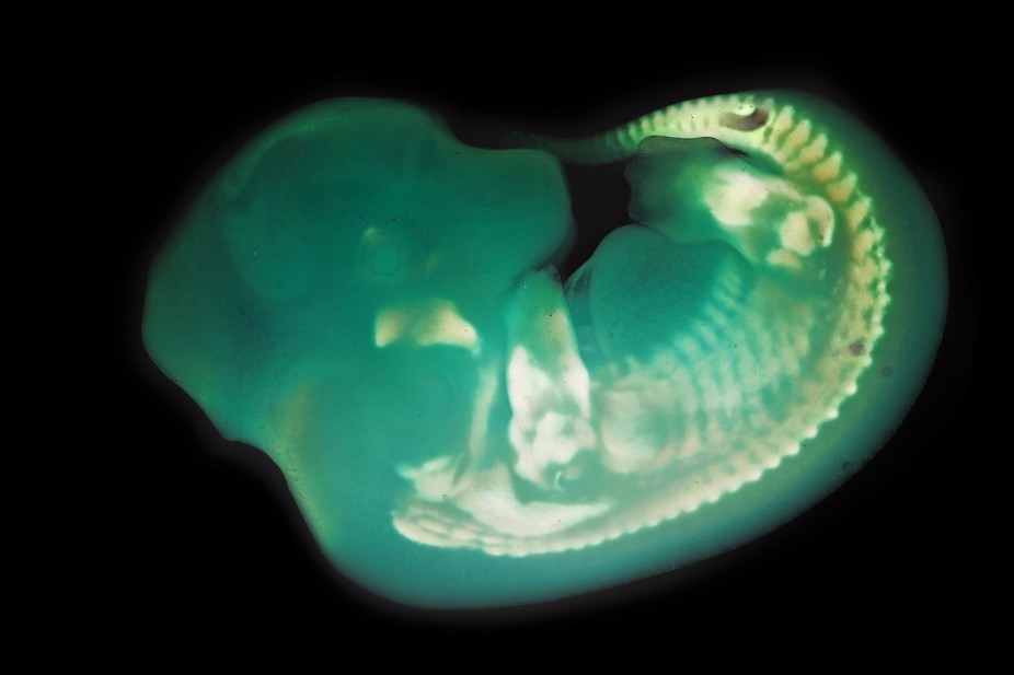 The genetic 'switch' that makes many animals look alike as embryos