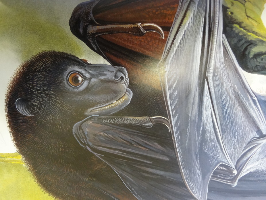 Solomon Islands expedition seeks to conserve the extraordinary monkey-faced bat and giant rat