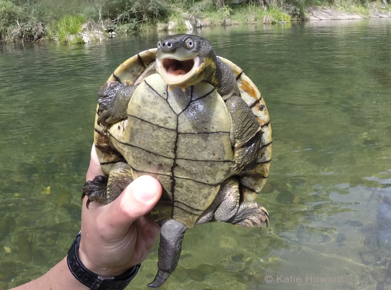 Festival to make noise to save the snapping turtle