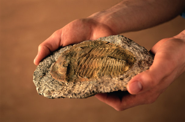 New preprint server for palaeontologists 