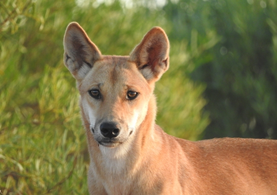  How dingoes sculpt the shape of sand dunes in the Australian desert