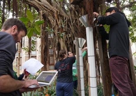  Biology experiment helps historic UNSW fig trees put down new roots