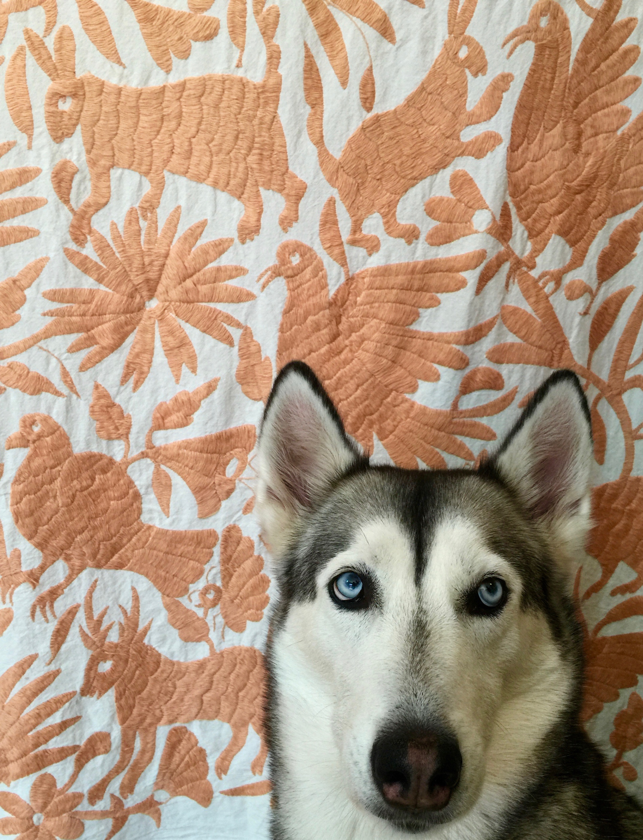 Meet Kiba. Our adorable Siberian Husky posing in front of a Huichol textile. Yes, you can have a dog or kid and travel! It's possible and totally worth it! She is super well trained and adored by all.