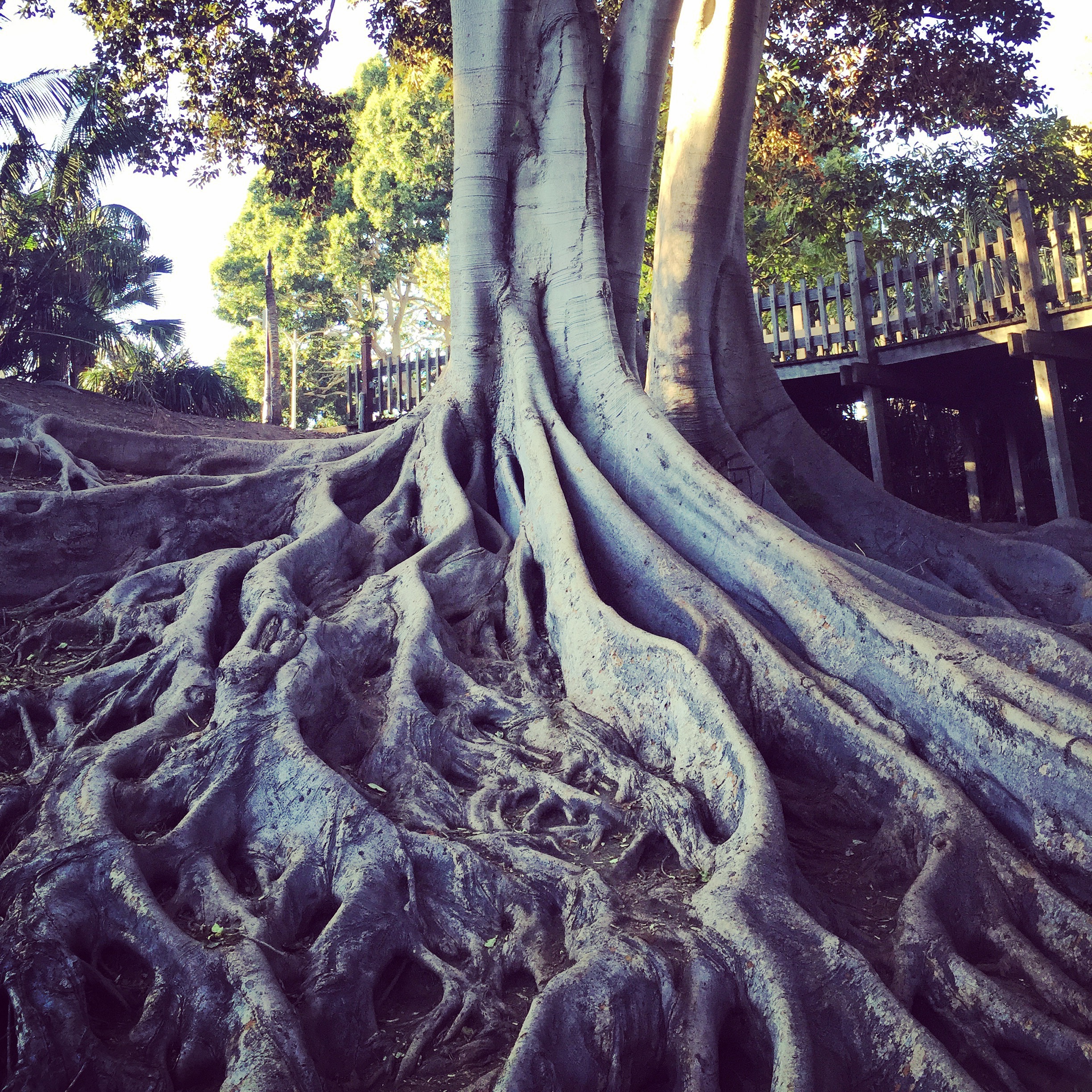 When looking at the roots of a tree it is a simple resonance to how deeply we require eachother for survival.