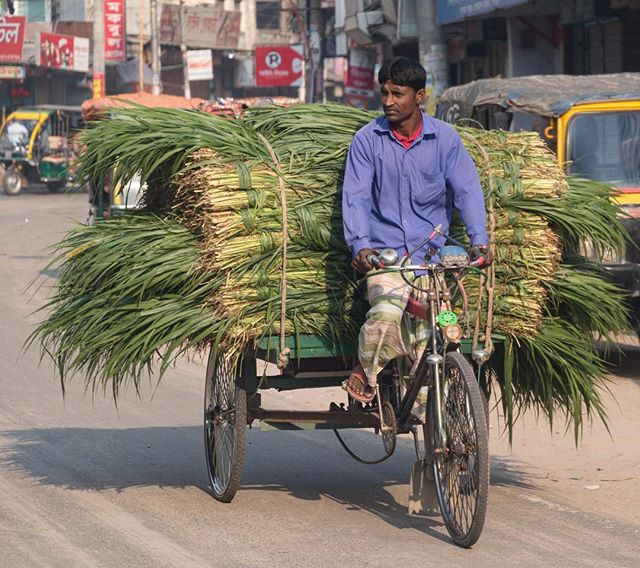 Grass delivery service?  Electric and human powered tricycle goods transportation is ubiquitous in Bangladesh. .
.
.#bicycle #agriculture #environmentallyfriendly #transportation #tricycle #bicycledelivery #travelbybike #bangladesh #rural #wanderlust