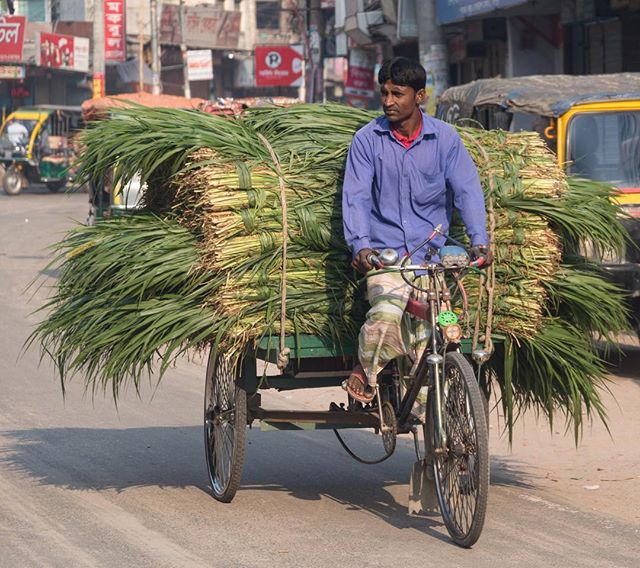 Grass delivery service? Electric and human powered tricycle goods transportation is ubiquitous in Bangladesh. .
.
.#bicycle #agriculture #environmentallyfriendly #transportation #tricycle #bicycledelivery #travelbybike #bangladesh #rural #wanderlust #traveltheworld #kristofferpfalmer #kristofferglennimagery #pfalmer #d800 #nikond800 #nikon2485