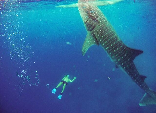 Whale Shark, jellyfish and fish in the Philippines. This is a real photo unedited besides basic adjustments. I&rsquo;m very thankful to be given the unique opportunity to see this with my own eyes a few years ago 🙏❤️ #whale shark #philippines #oslob