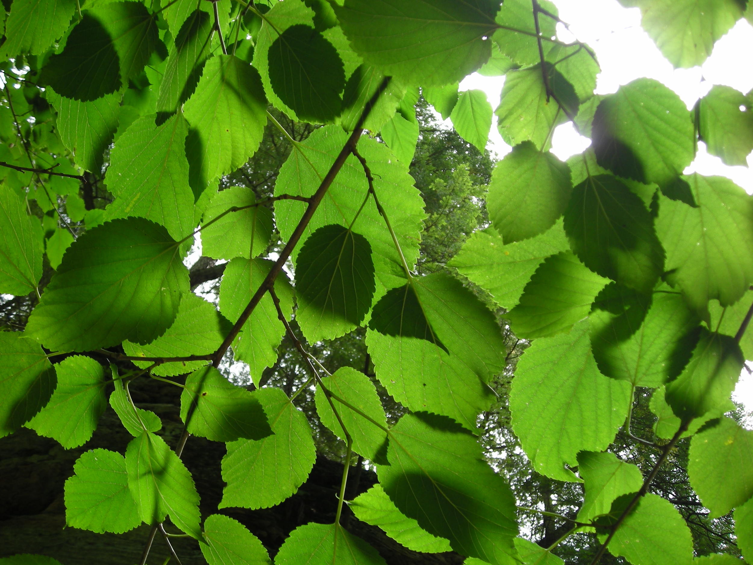DSCN3410.JPG