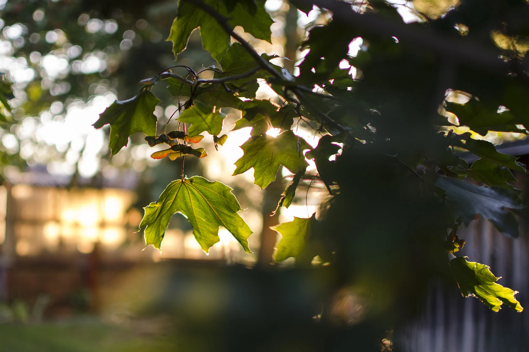 God of vengeance, shine forth