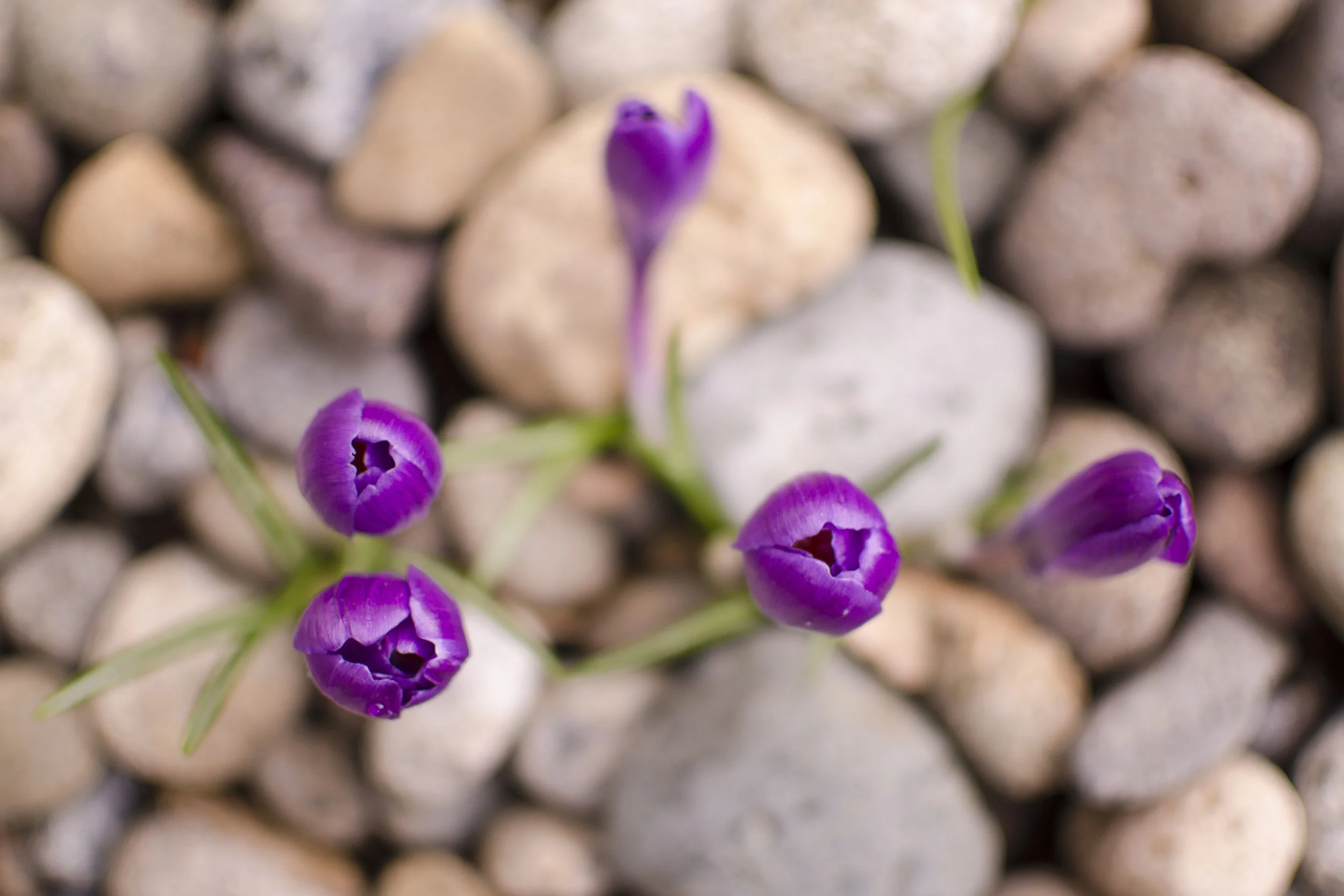 rend your hearts // week twelve