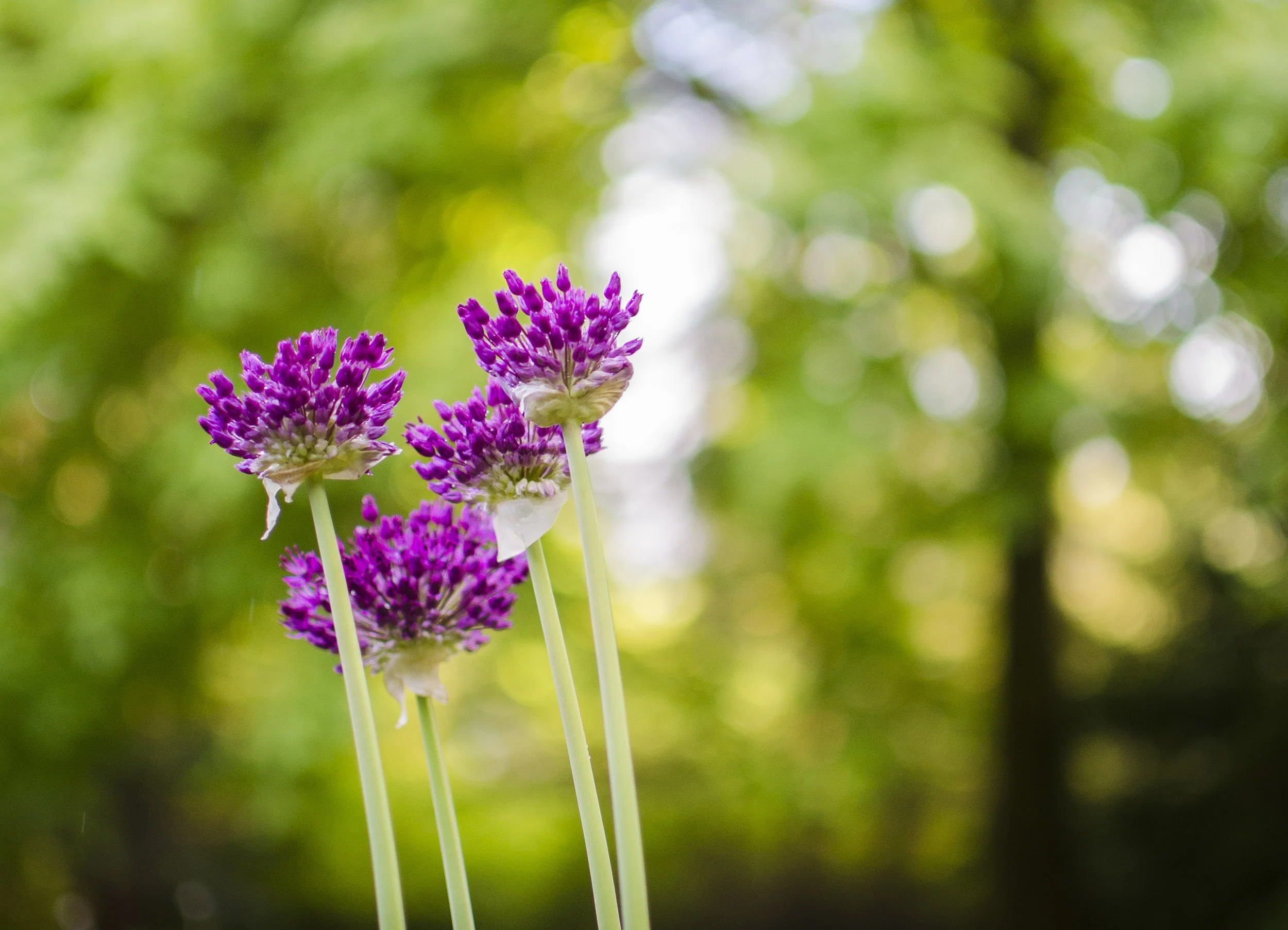 He has had regard // week twenty