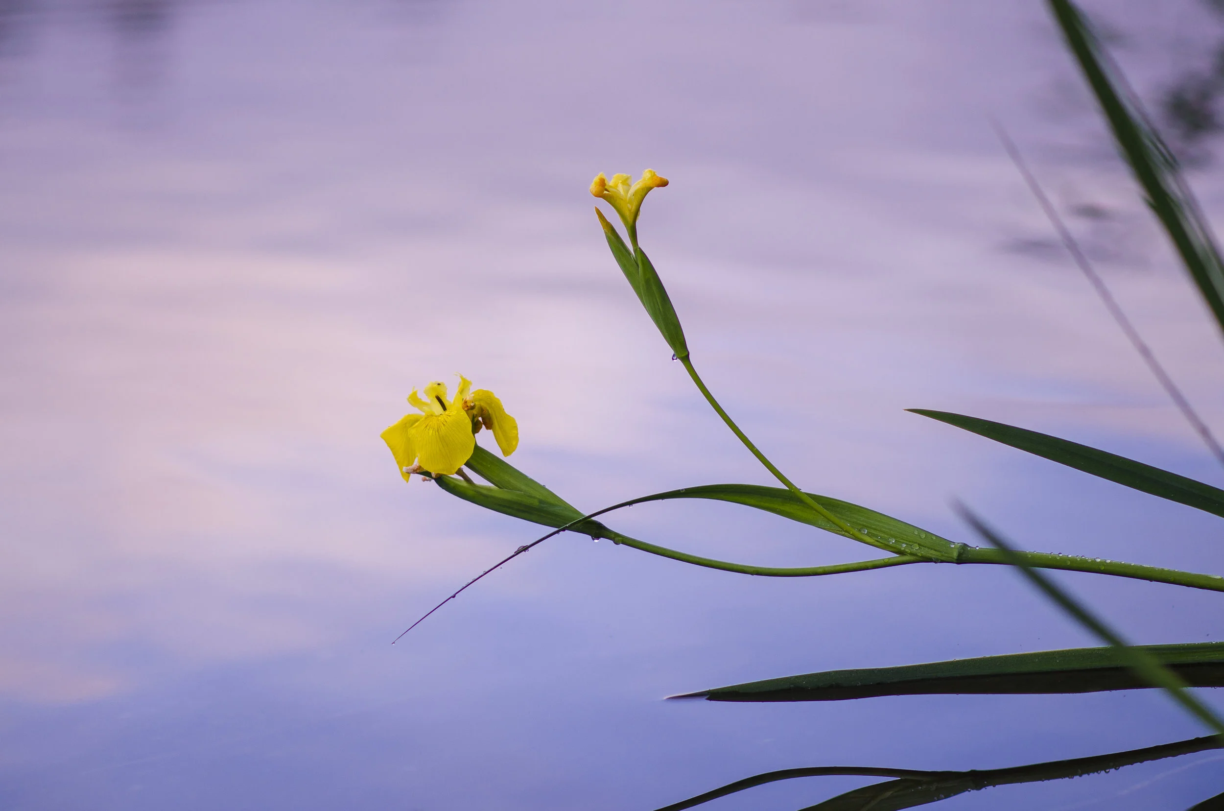 Jesus Christ the Lord // weeks 22 to 25