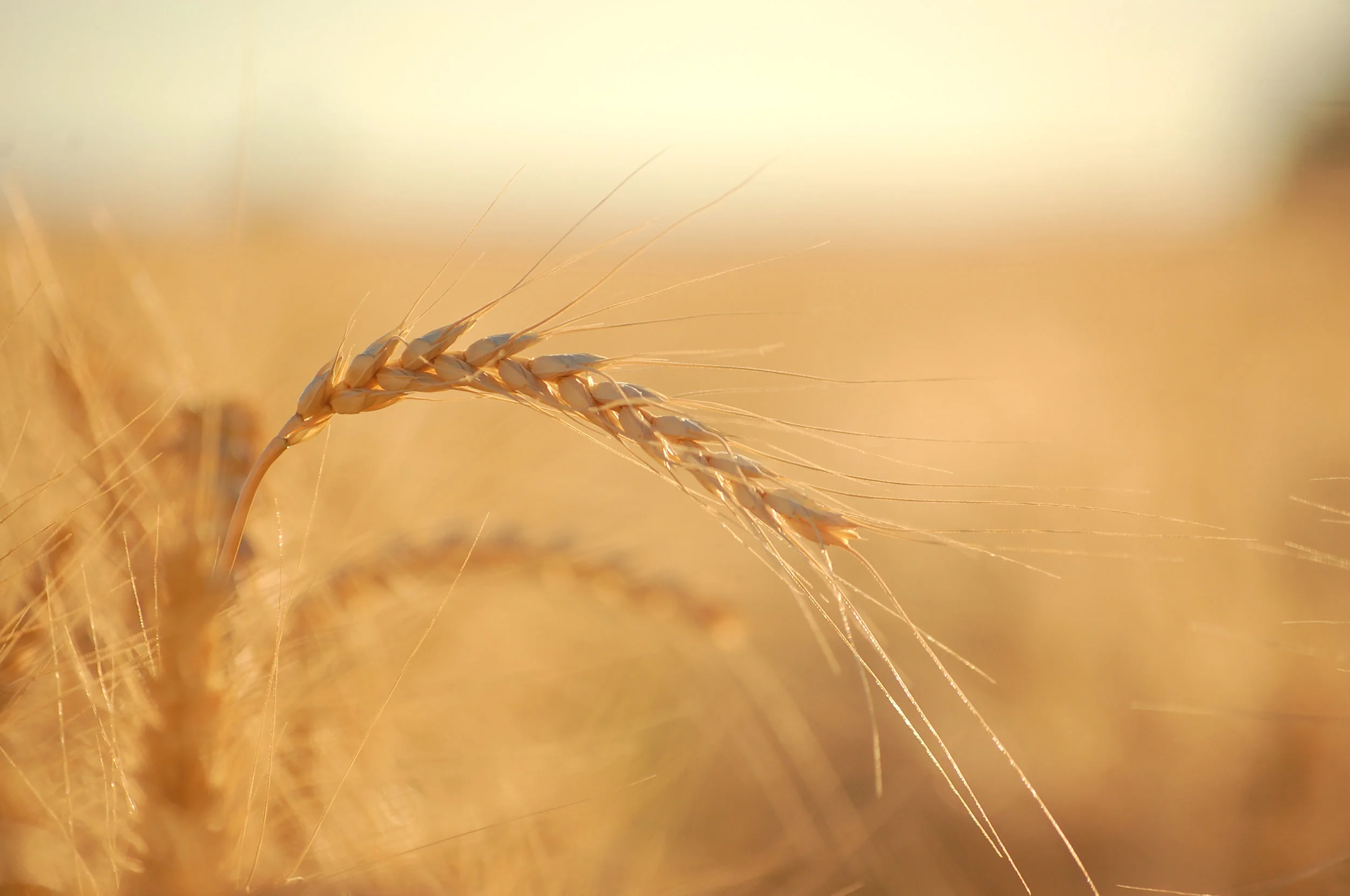 day six: Christ, the Redeemer