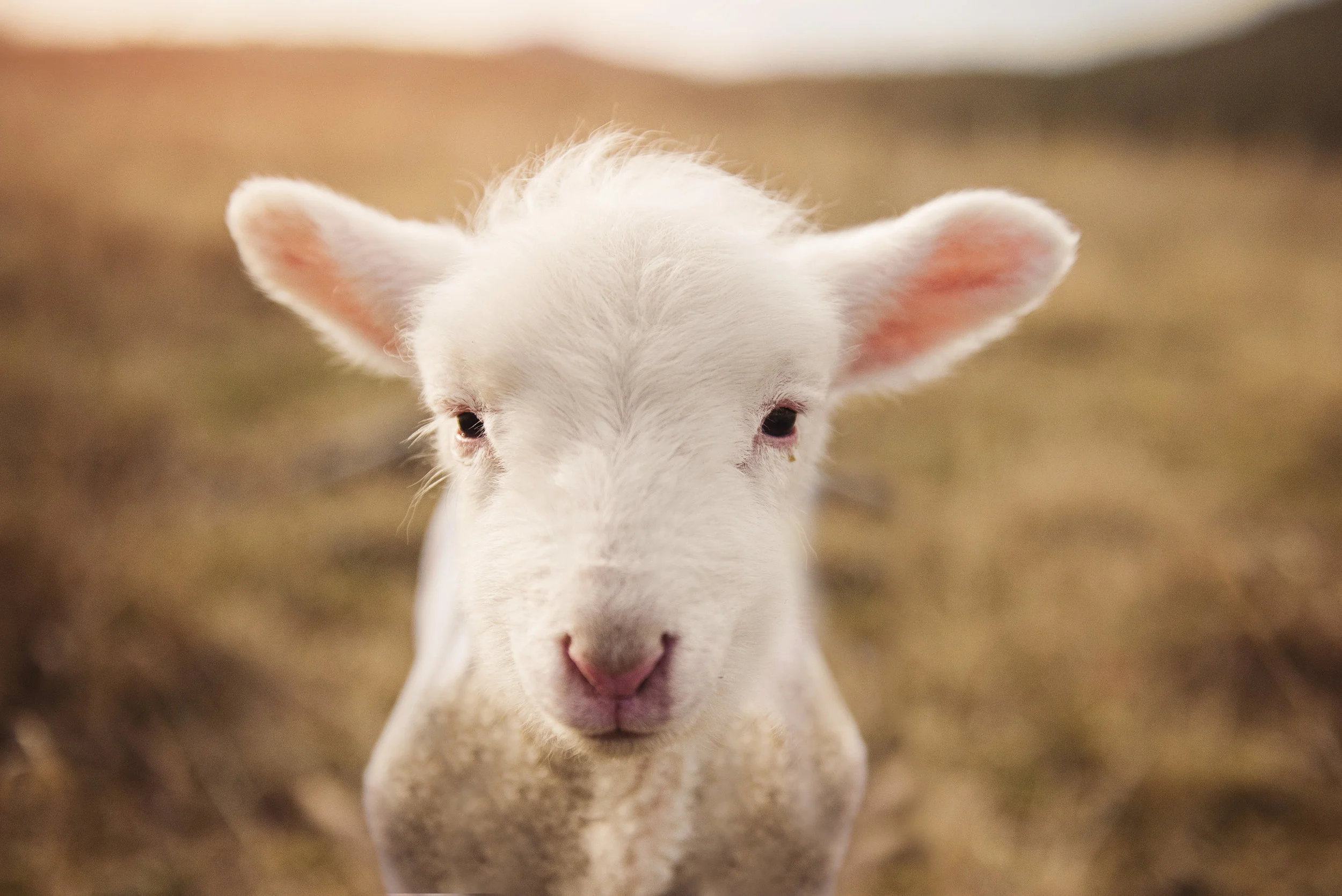 day 16: Christ, the Lamb of God