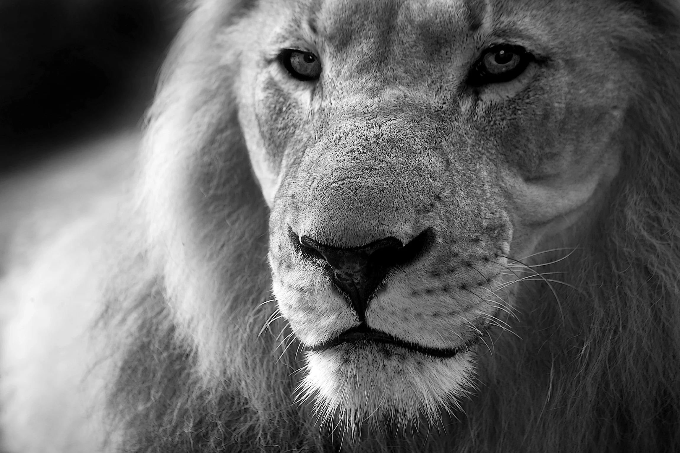 day 17: Christ, the Lion of Judah