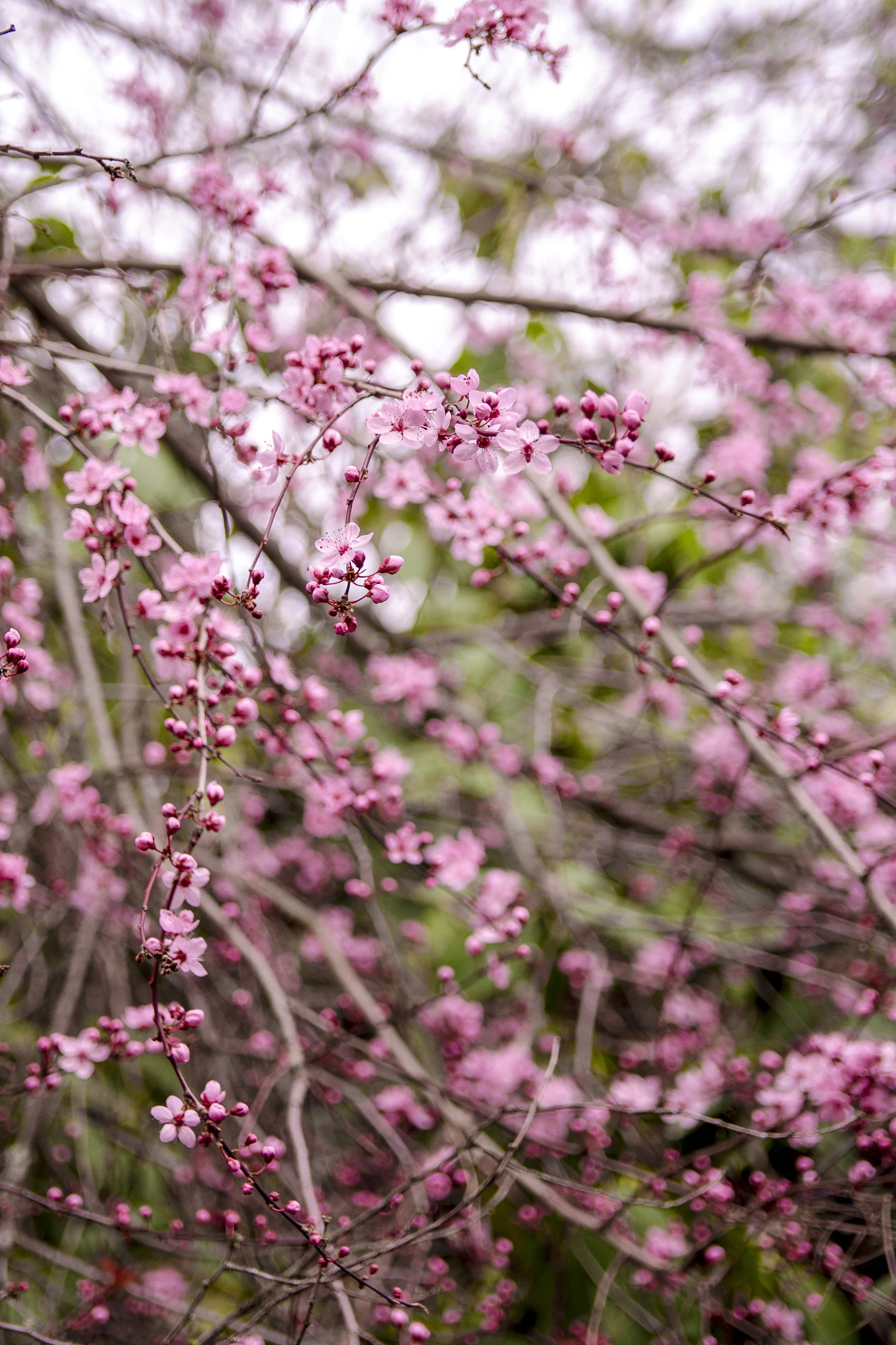 Flowers2.jpg