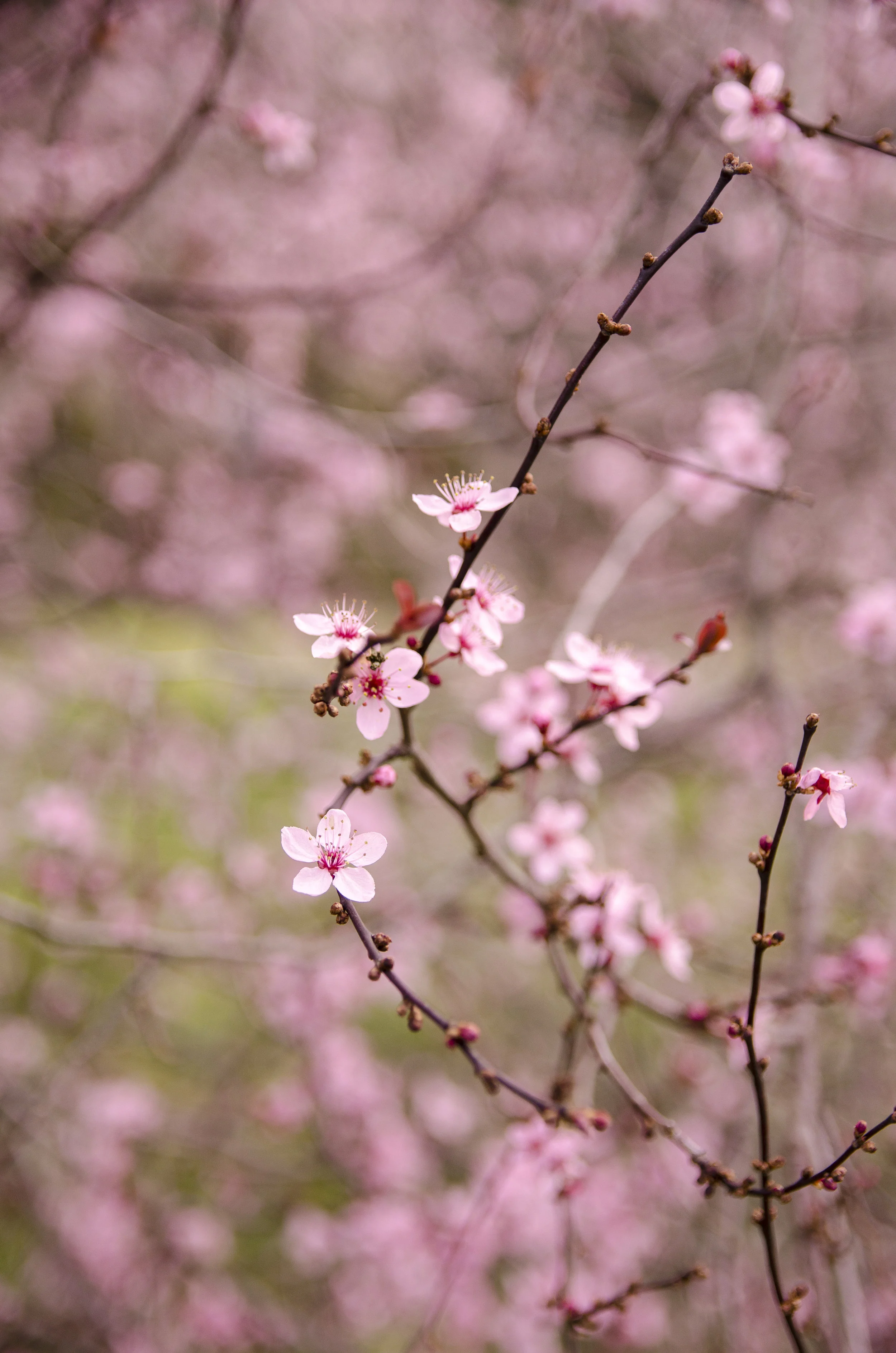 Flowers7.jpg