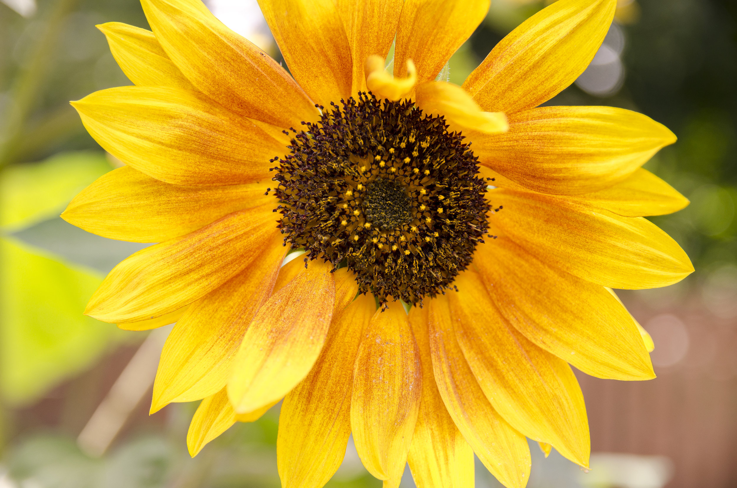 Flowers.jpg