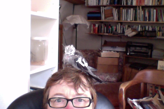 Buzzy on head.jpg