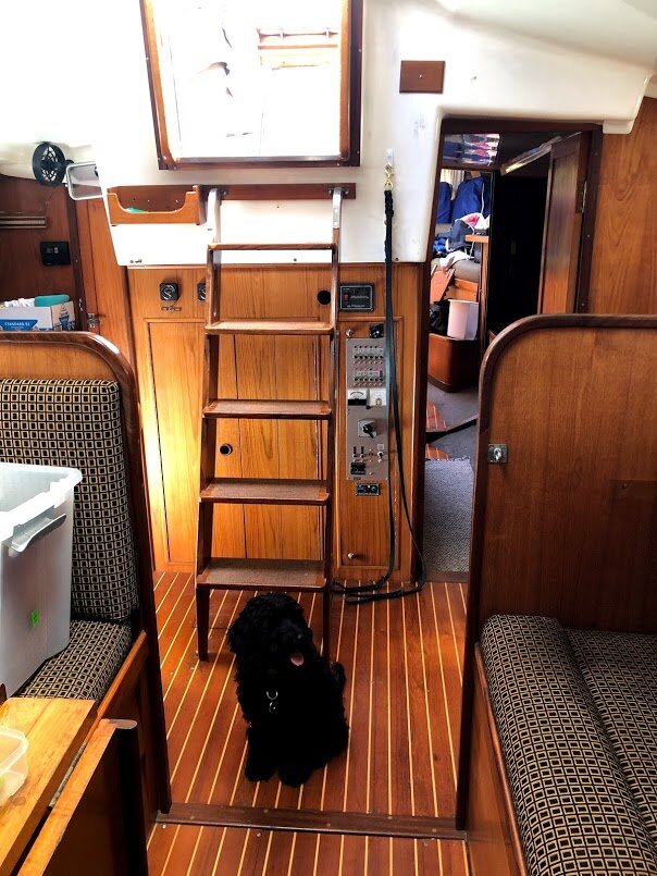 Dog on a boat - - George Sudarkoff.jpg