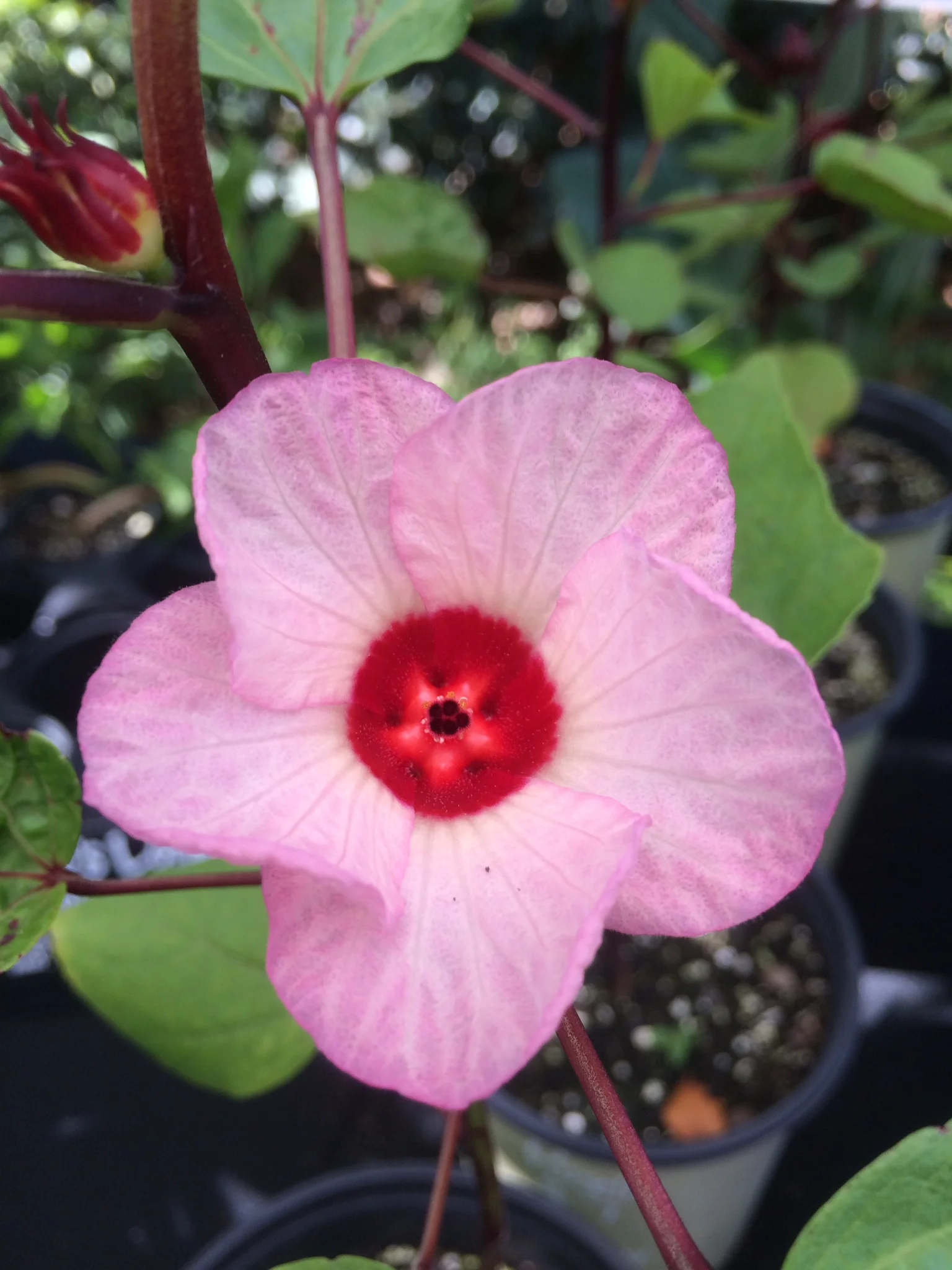 Roselle Hibisicus