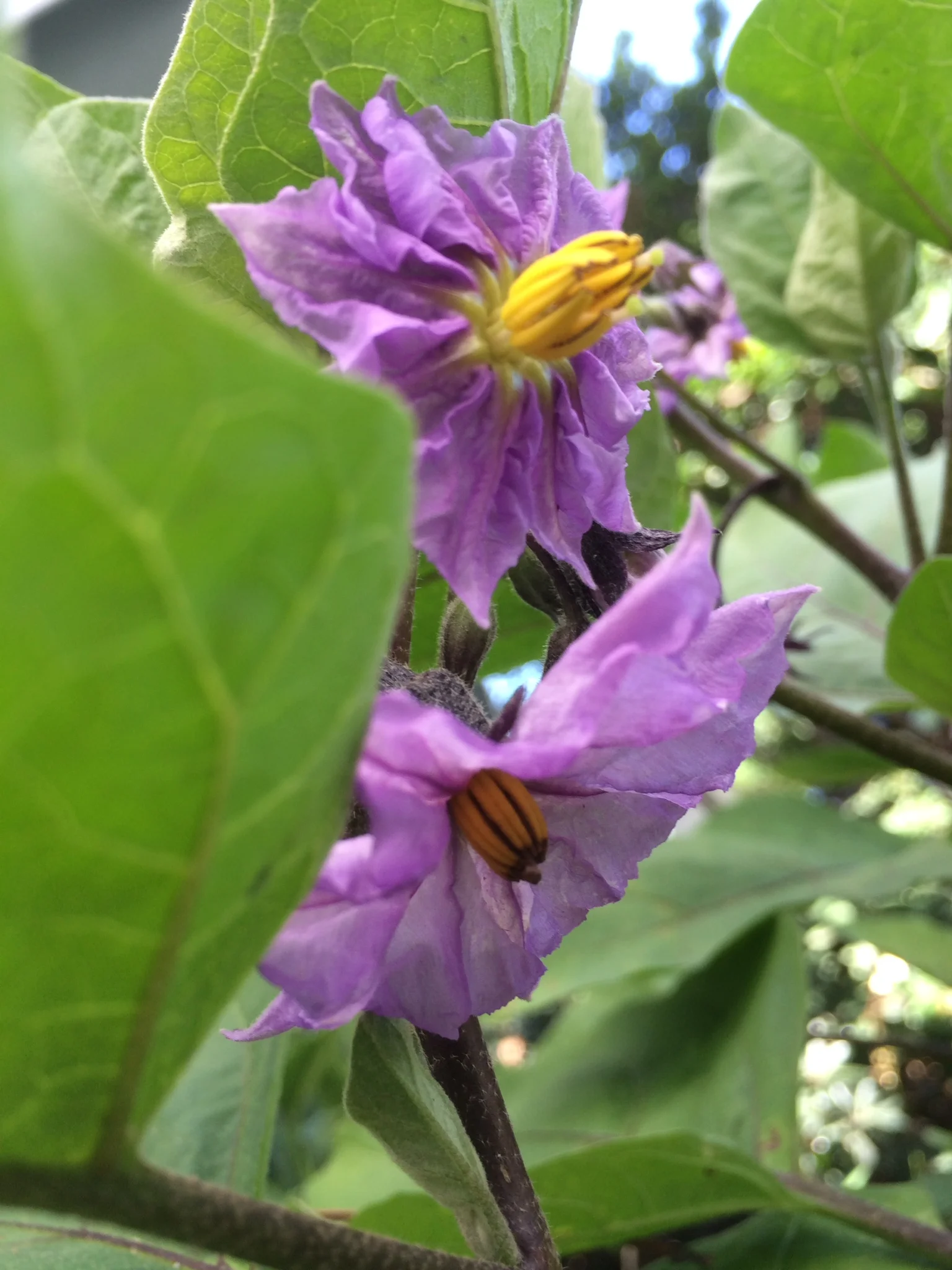 Eggplant Flowers