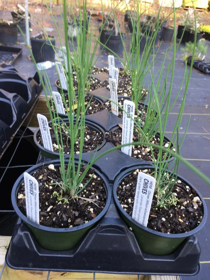 Chives