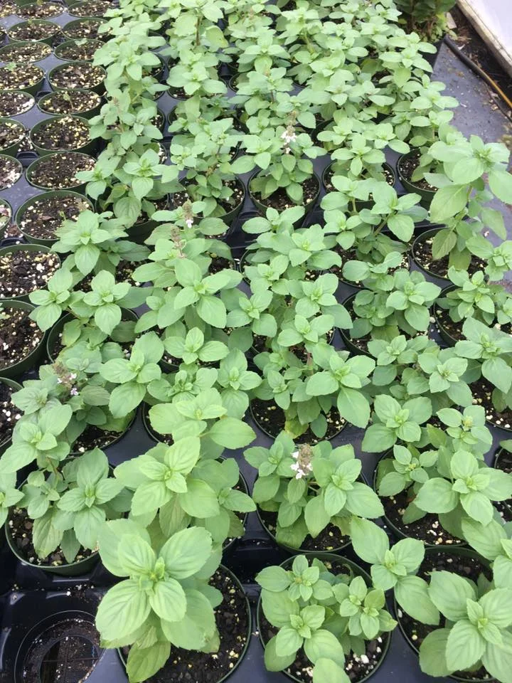 african blue basil.jpg