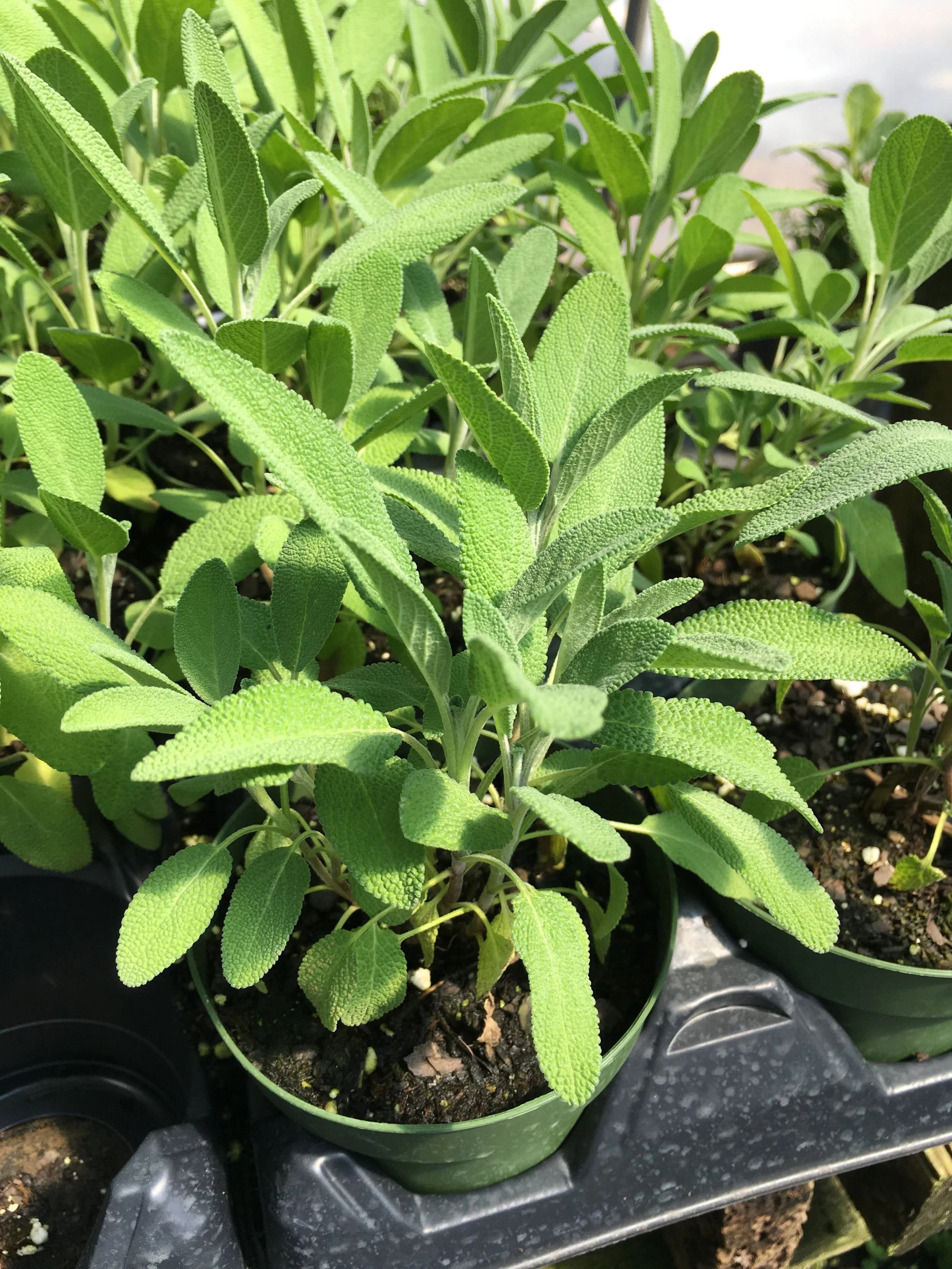 Common Sage - Salvia officinalis