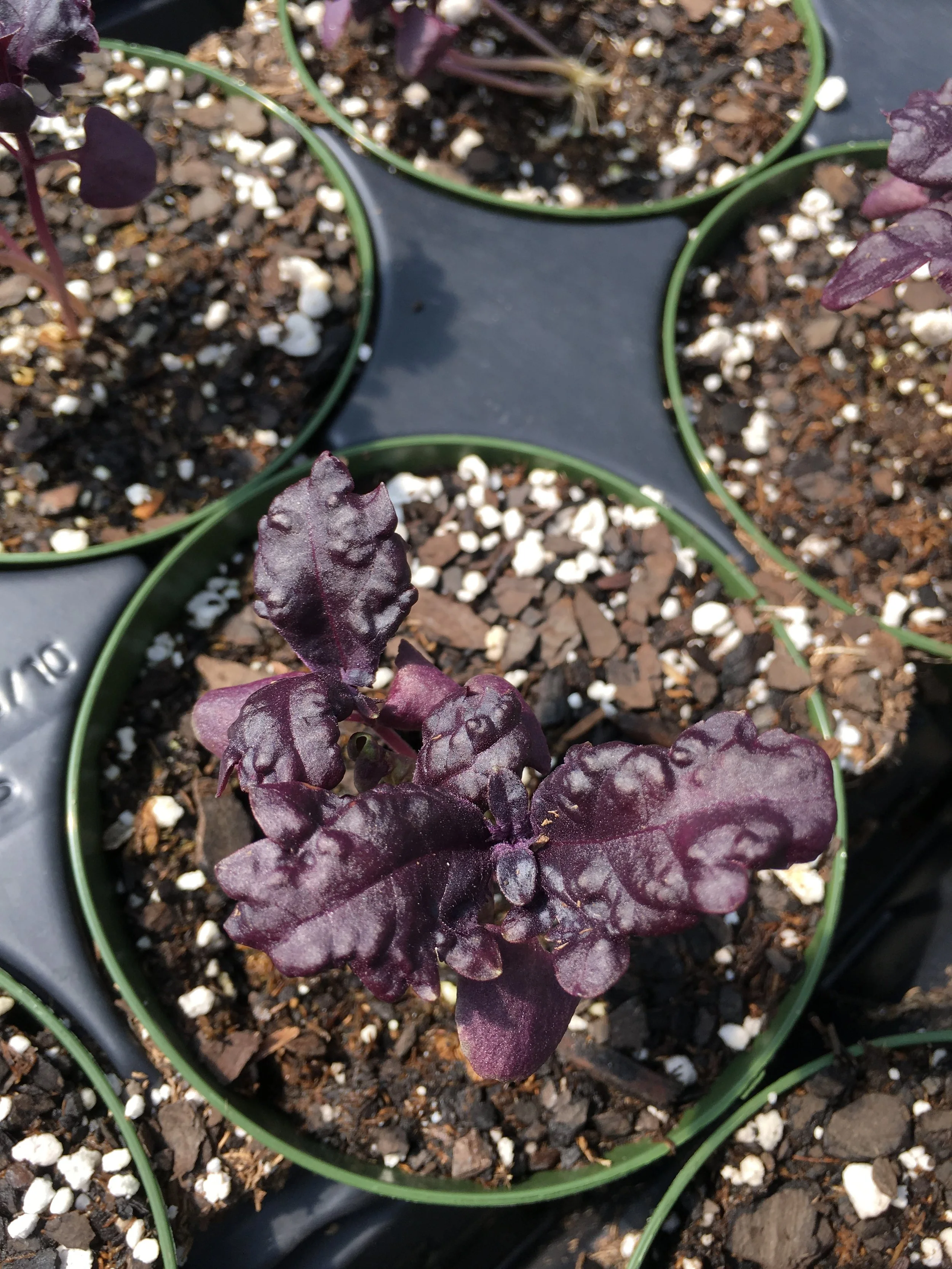 purple ruffle basil.JPG