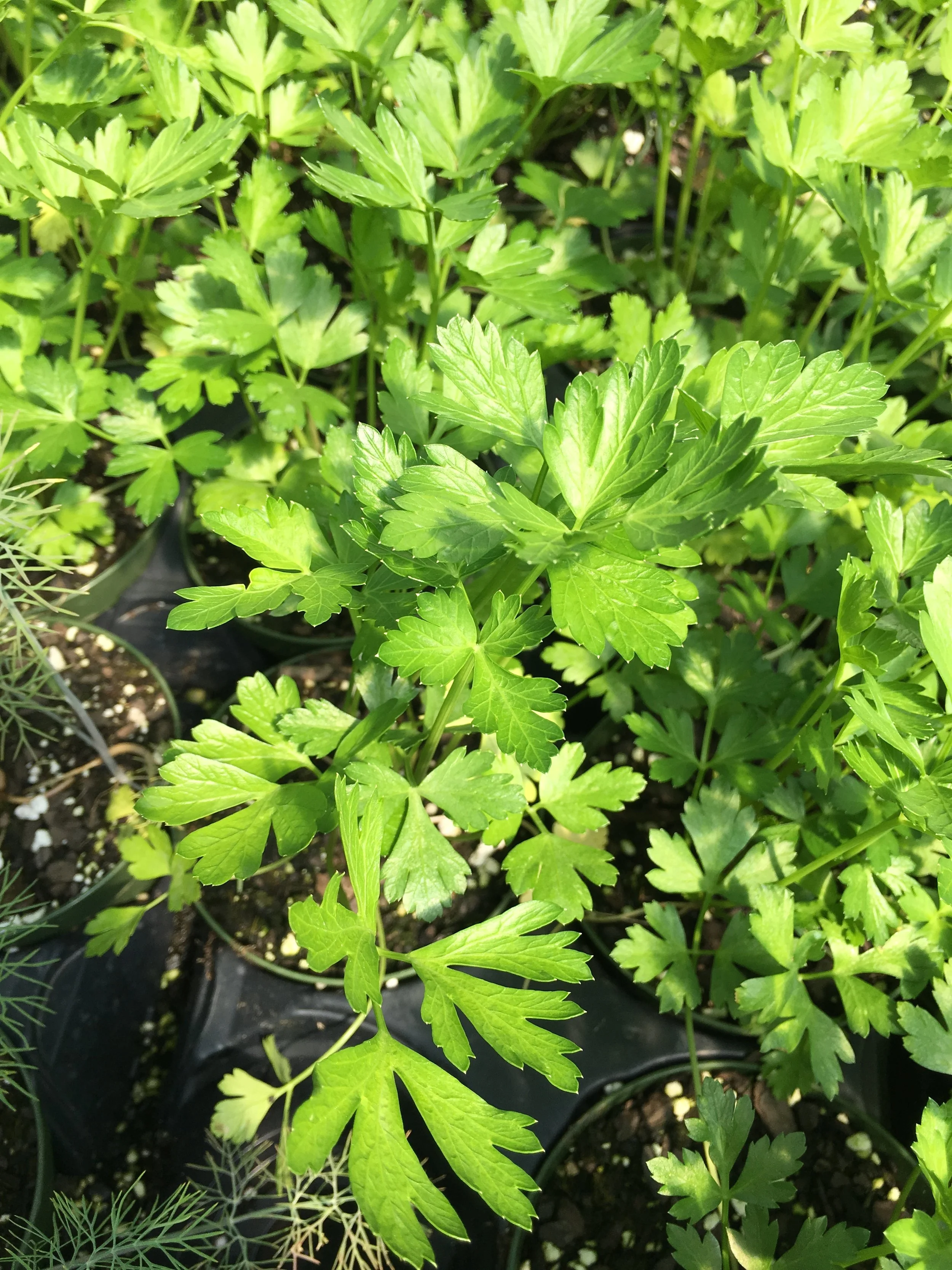 parsley.JPG