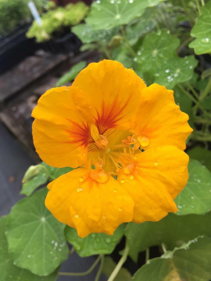 nasturt flower.jpg