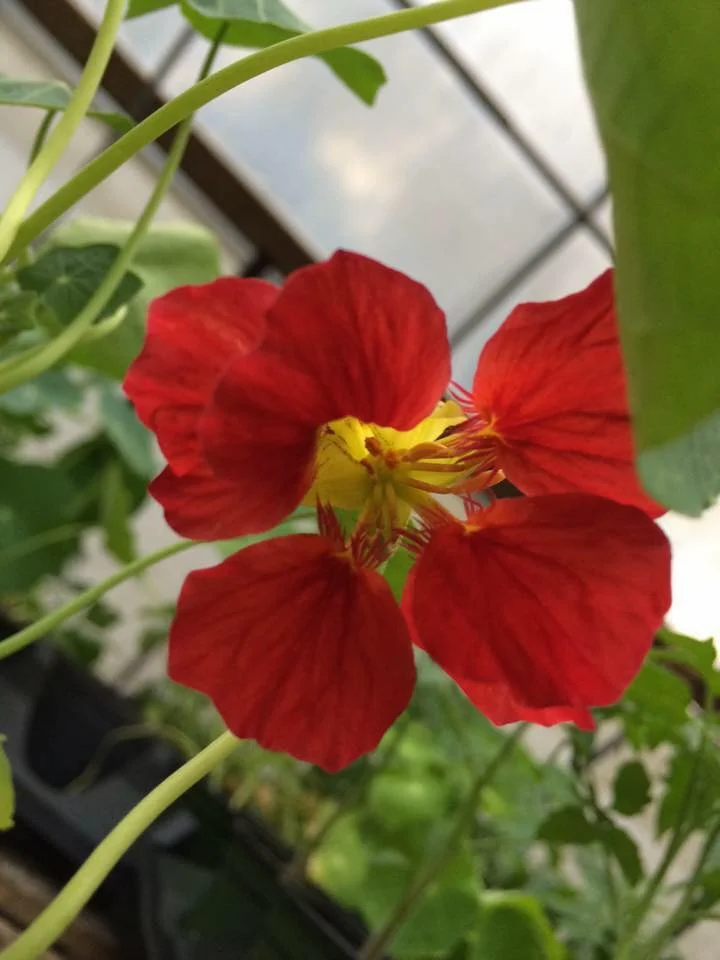 nasturt red flower.jpg