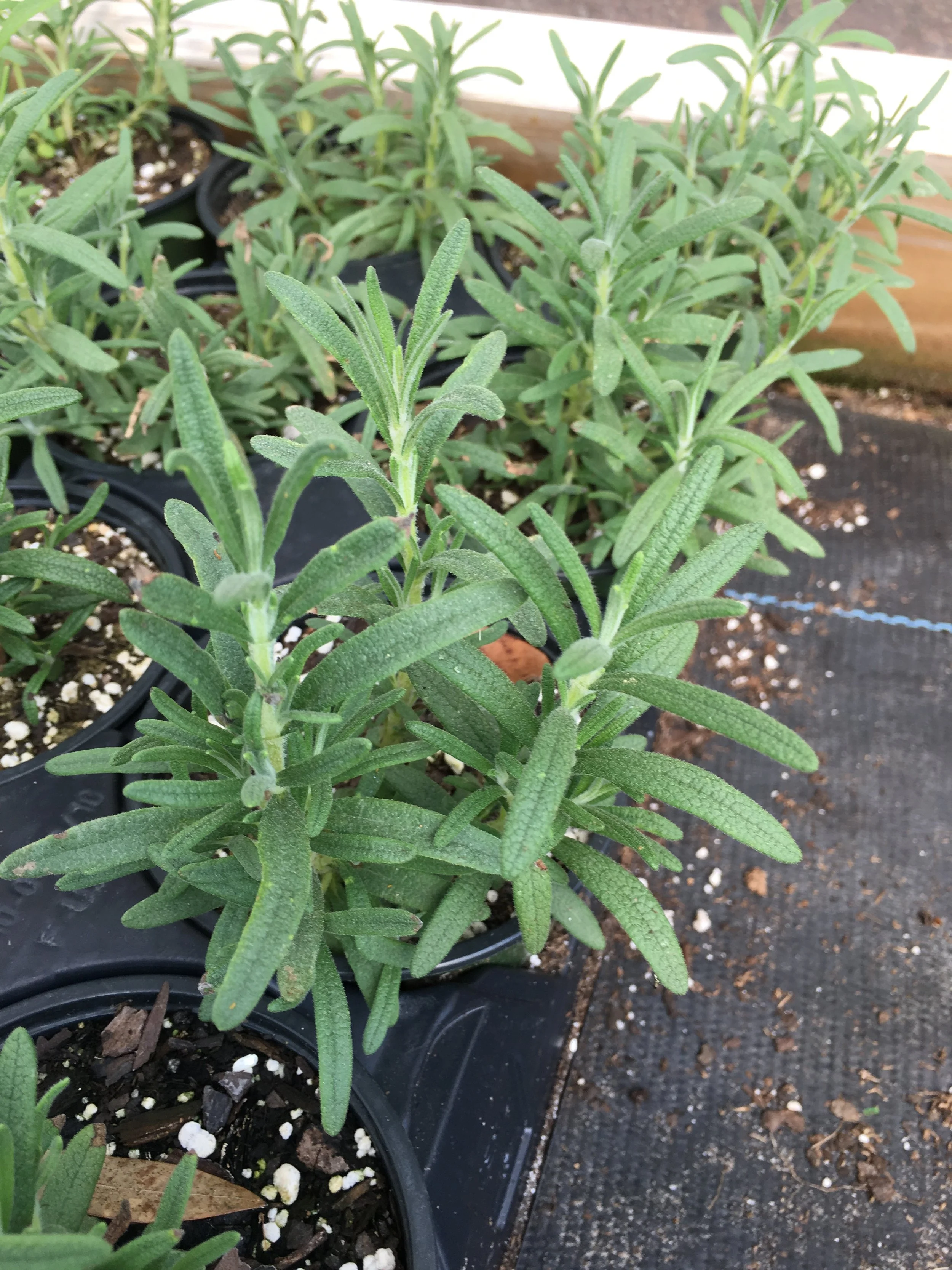 rosemary.JPG