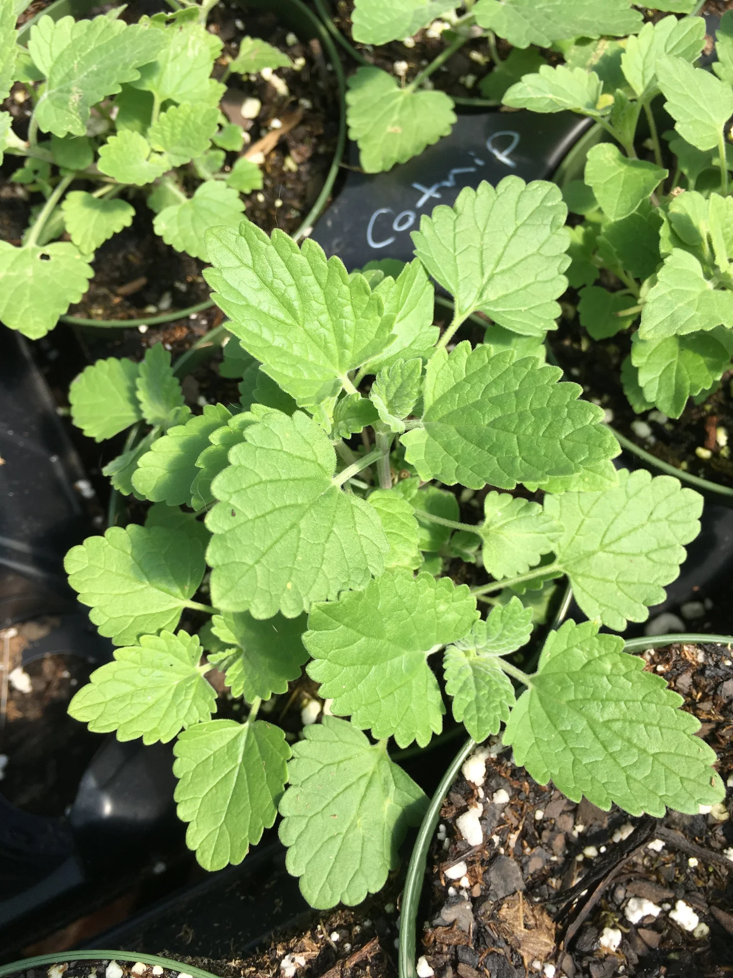 Catnip - nepeta cataria  Plant Place Nursery