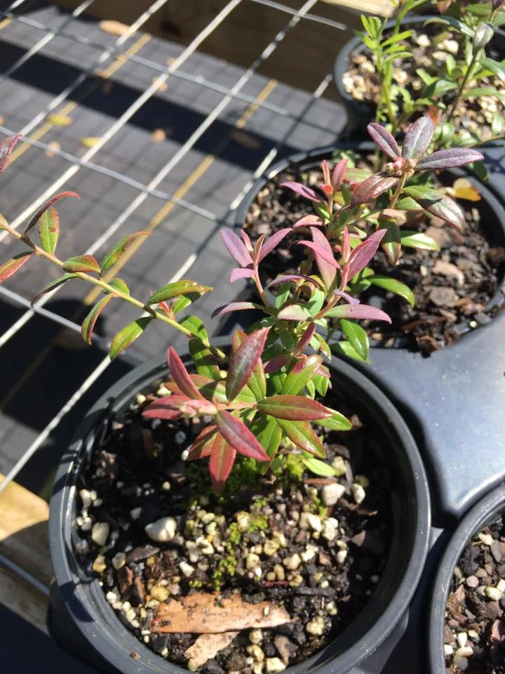 Rosa's Blush Blueberry