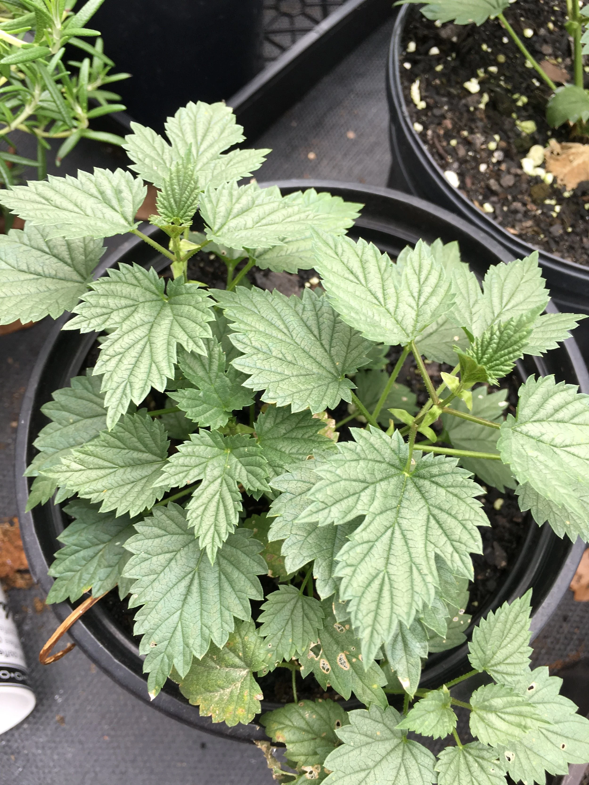 one gallon hops top.JPG