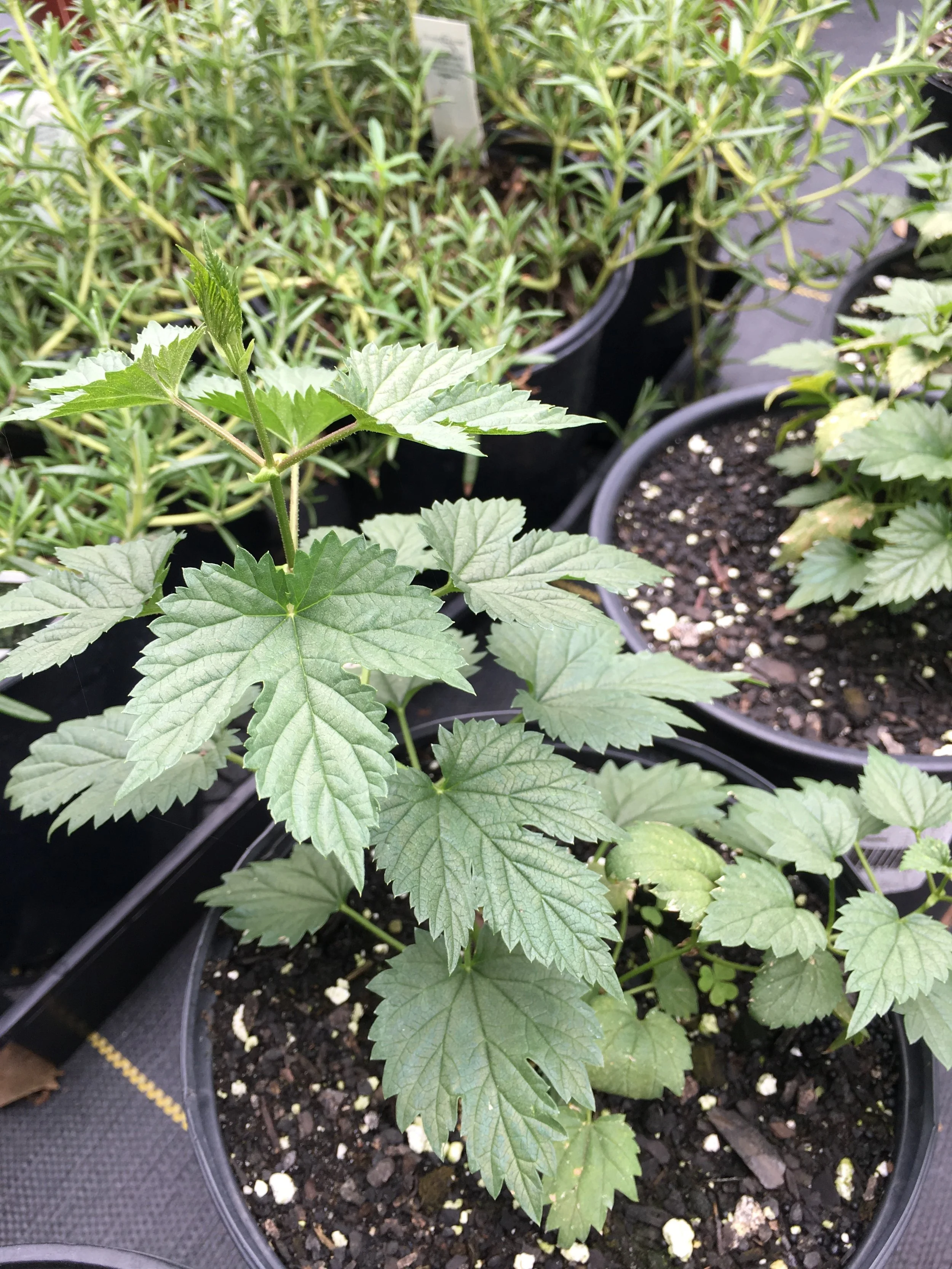 one gallon hops side.JPG