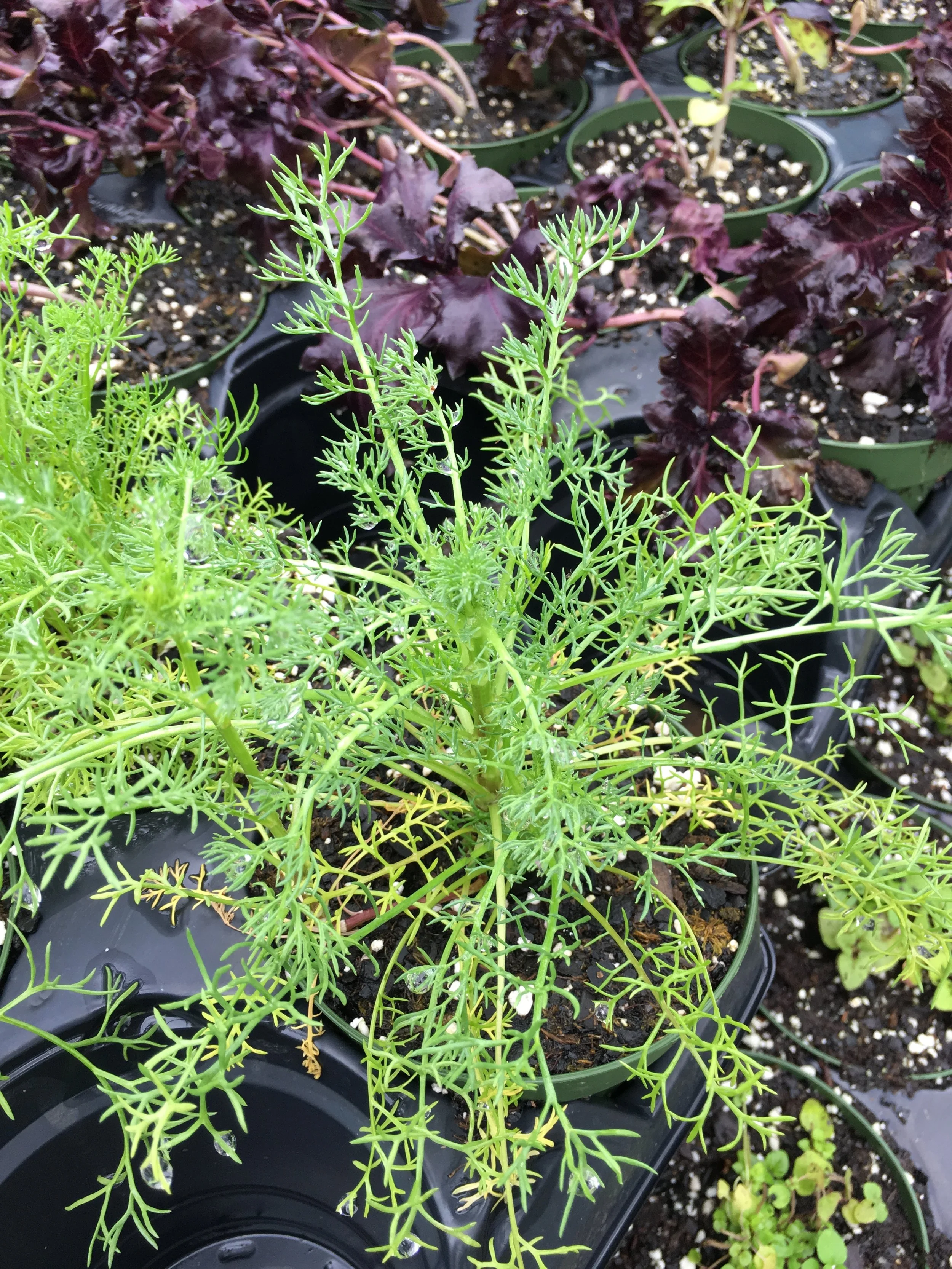 Chamomile - matricaria chamomilla