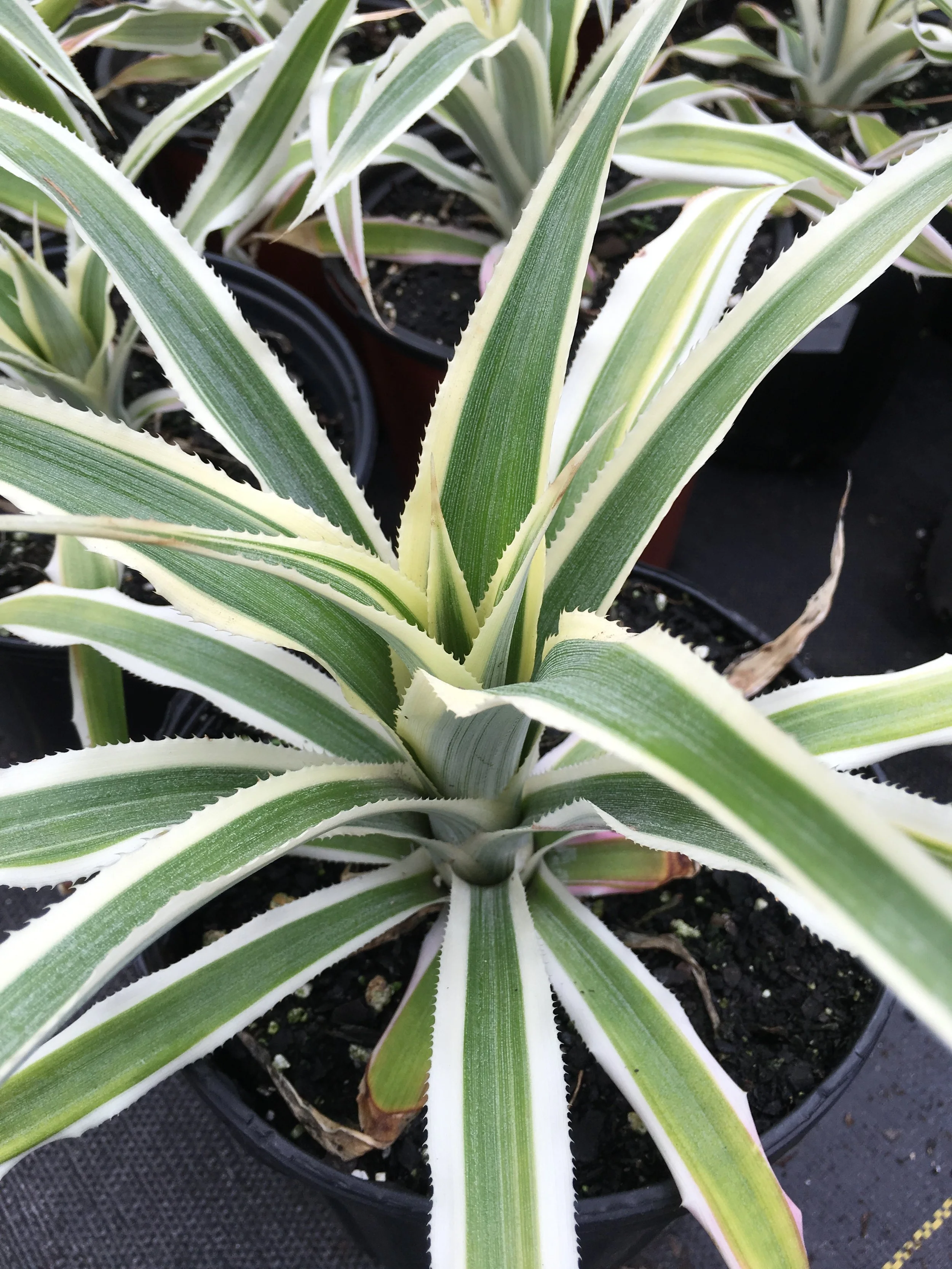 pineapple april 2.JPG