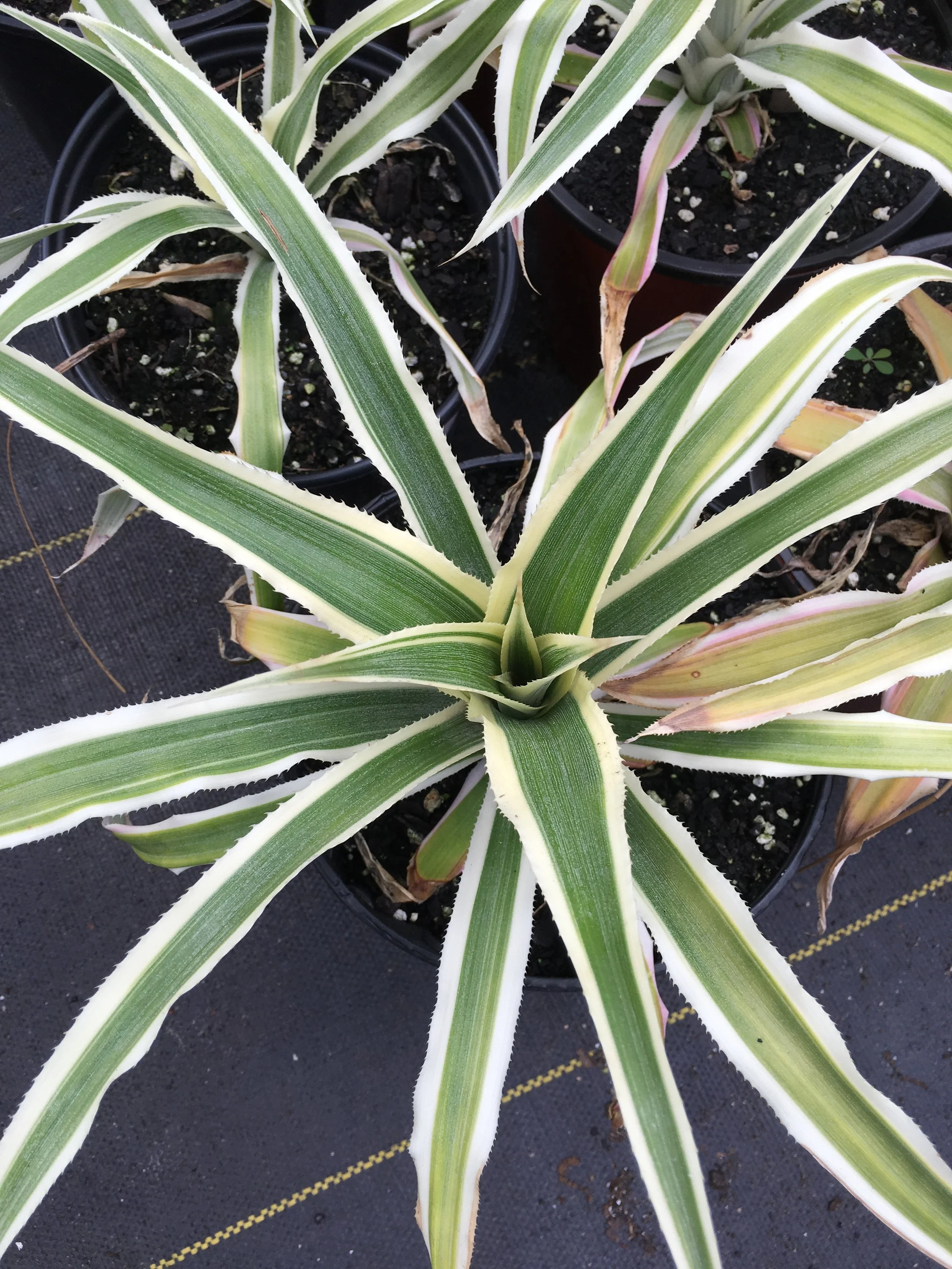 Sweet Stripes Pineapple - ananas comosus
