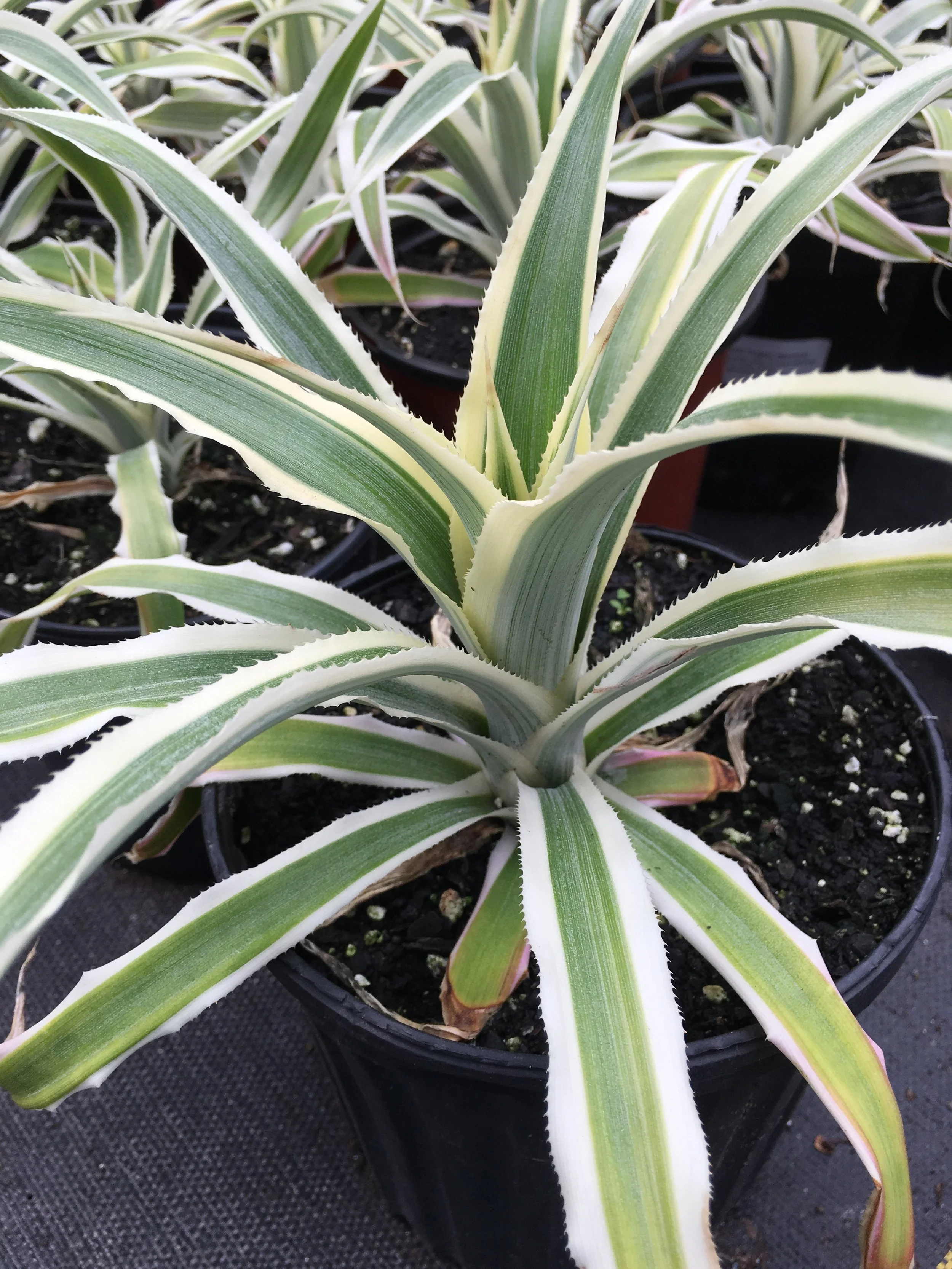 pineapple april 3.JPG